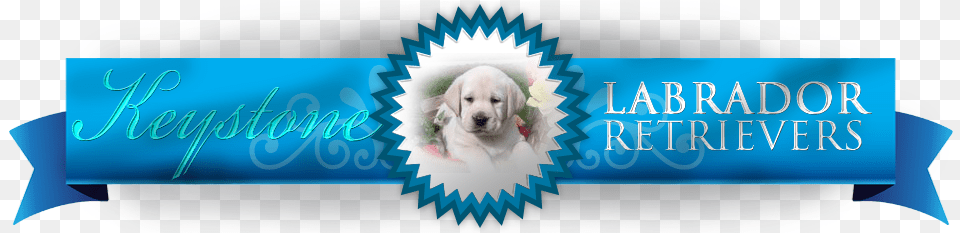 Buckeye Puppies Keystone, Animal, Canine, Dog, Mammal Free Png Download