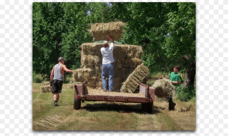 Bucking Hay Hay, Straw, Countryside, Outdoors, Nature Png Image