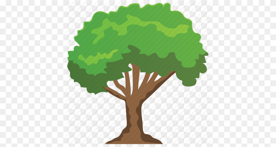 Buckthorn Tree Columnar Fast Growing Forest Tall Hedge Icon, Plant, Potted Plant, Vegetation, Green Png Image
