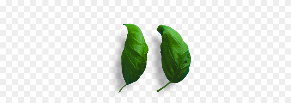 Bud, Leaf, Plant, Animal, Fish Free Png Download