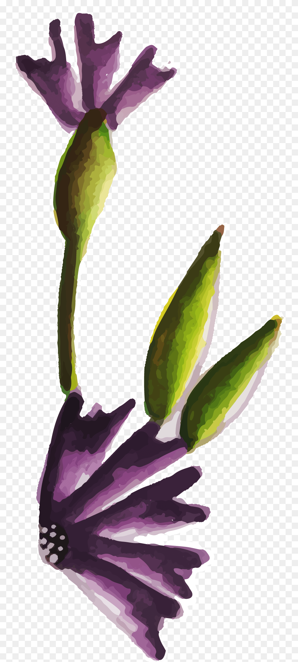 Bud, Flower, Petal, Plant, Purple Png