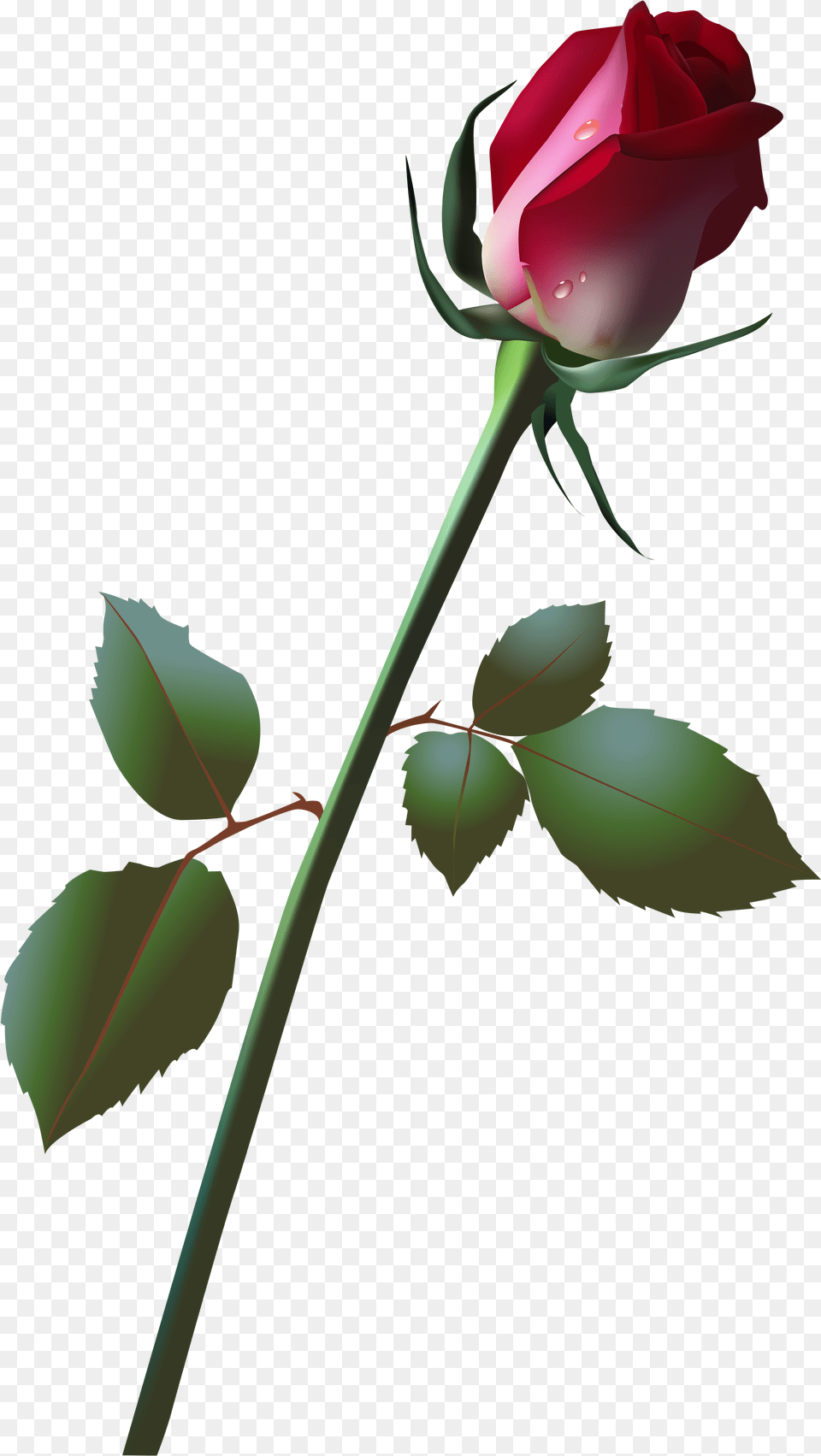 Bud Clip Art Flower, Plant, Rose, Person Png Image
