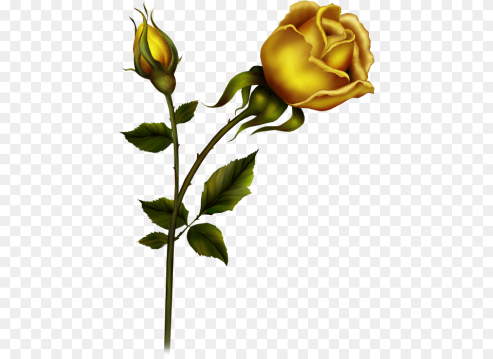 Bud Clipart Yellow Rose Transparent Black Rose Gif, Flower, Plant, Sprout Png