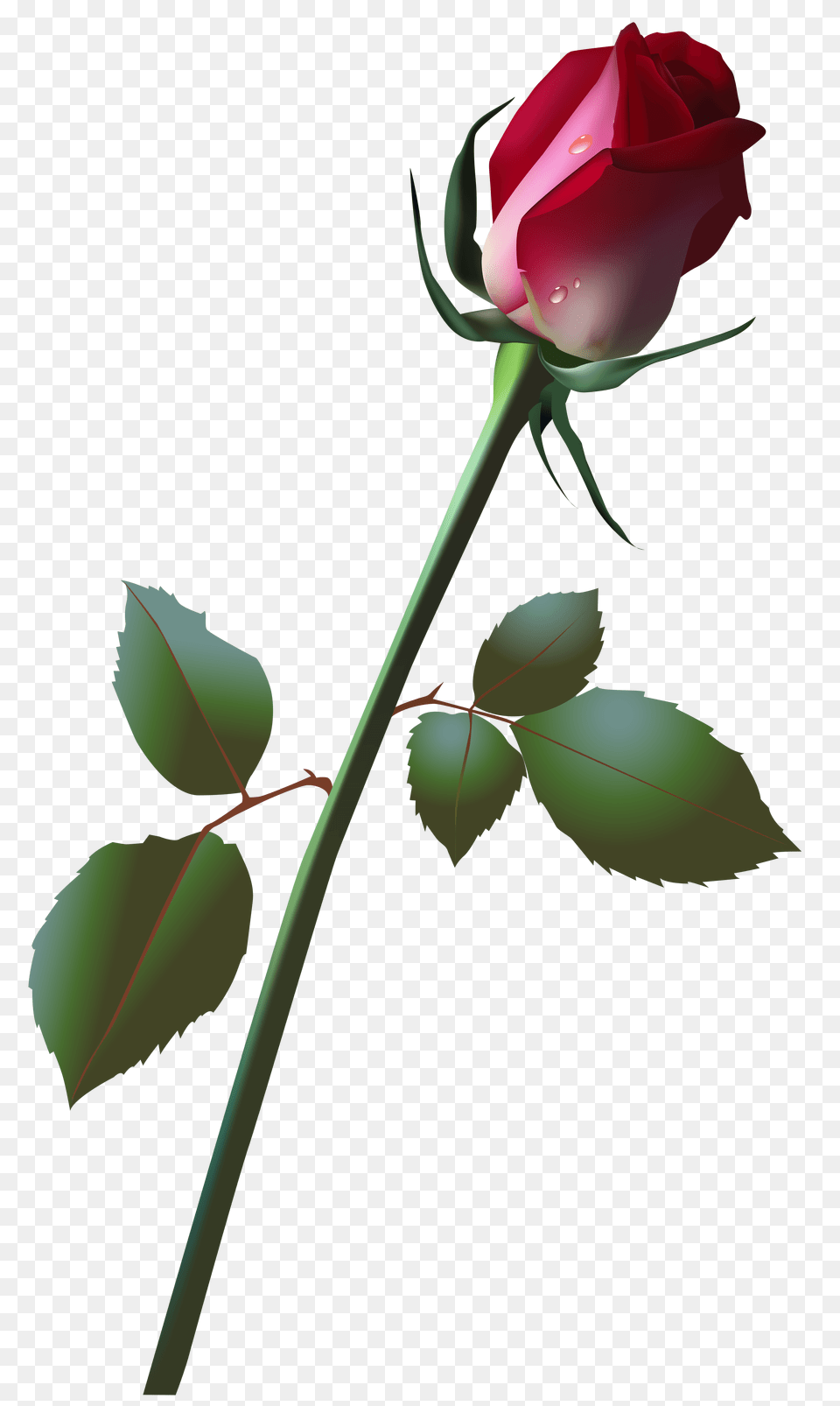 Bud Cliparts, Flower, Plant, Rose Free Png Download