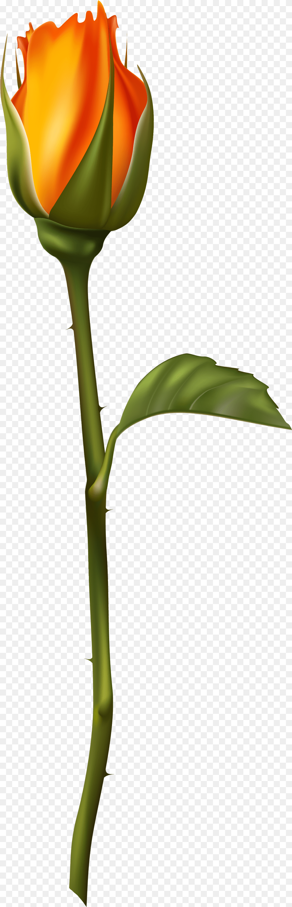 Bud Cliparts, Flower, Plant, Rose, Sprout Free Png