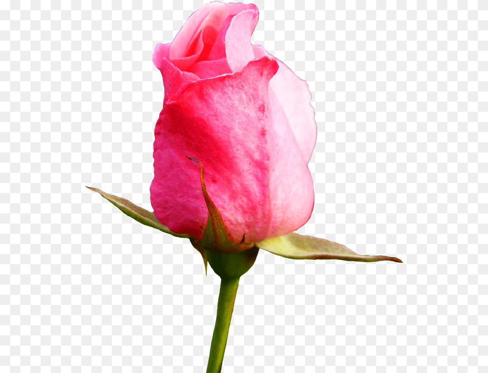 Bud Drawing Pink Rose Pink Rose Bud Drawing, Flower, Plant, Sprout, Petal Png Image