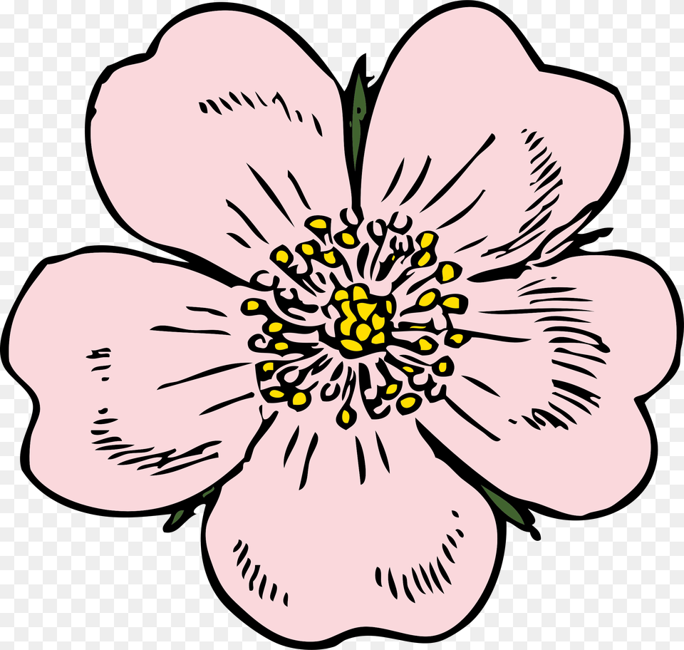 Bud Drawing Wild Rose Apple Blossom Flower Drawings, Anemone, Anther, Petal, Plant Free Png
