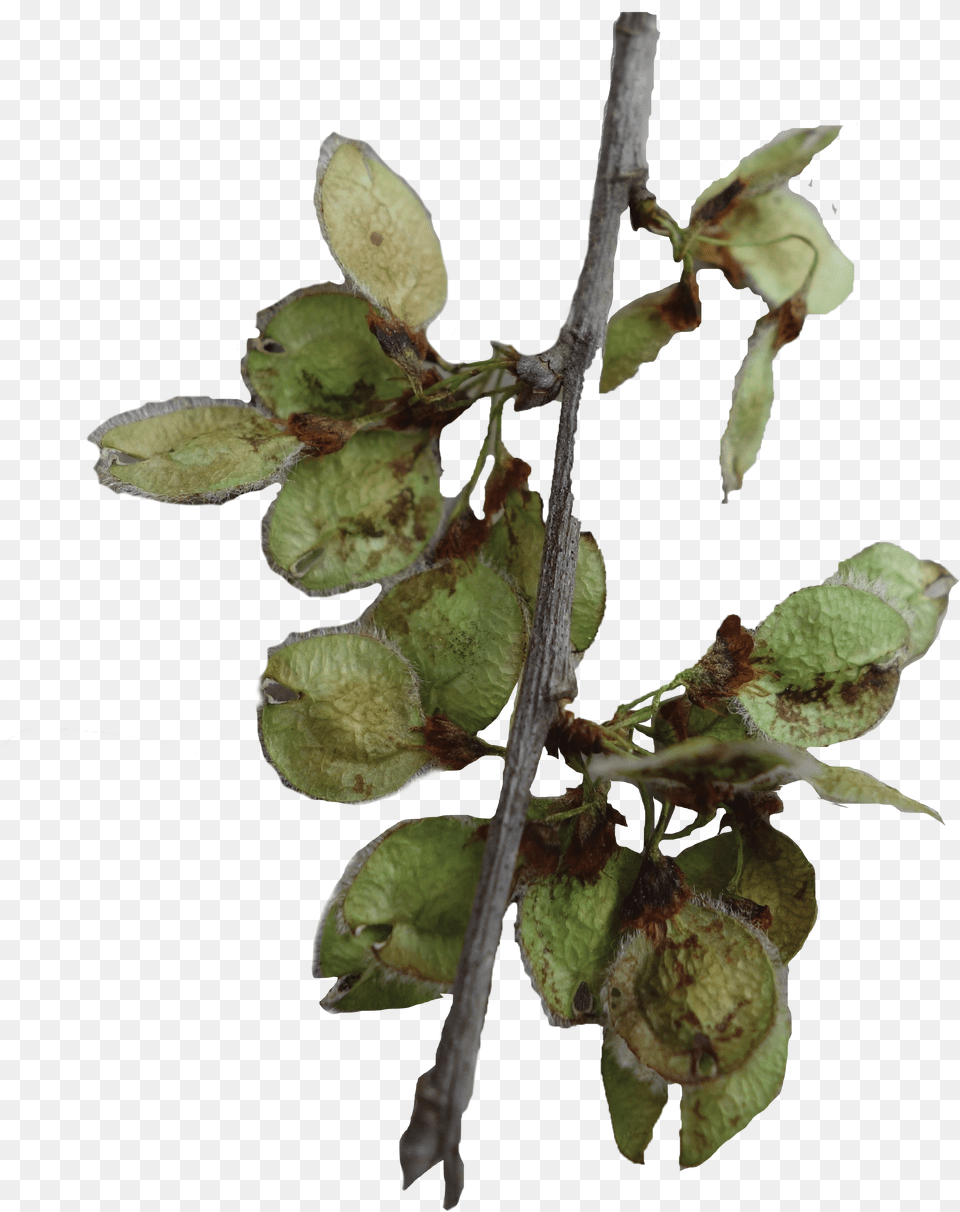 Bud Tree Png