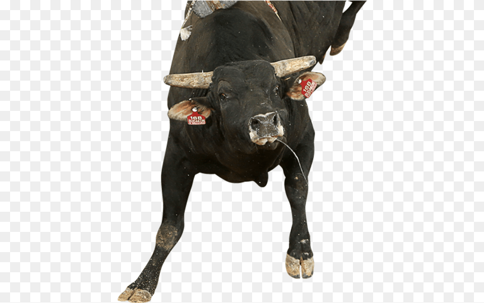 Budakon Bull, Animal, Mammal, Cattle, Cow Free Png