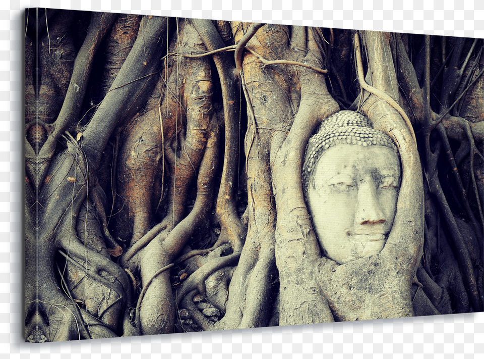 Buddha Tree Root Canvas Amp Glass Wall Art Ayutthaya Kingdom, Prayer, Person, Head, Face Free Png Download