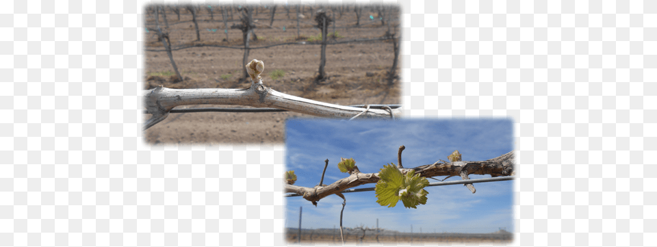 Budding Grape Vines Grapevines, Wood, Tree, Plant, Outdoors Free Png Download