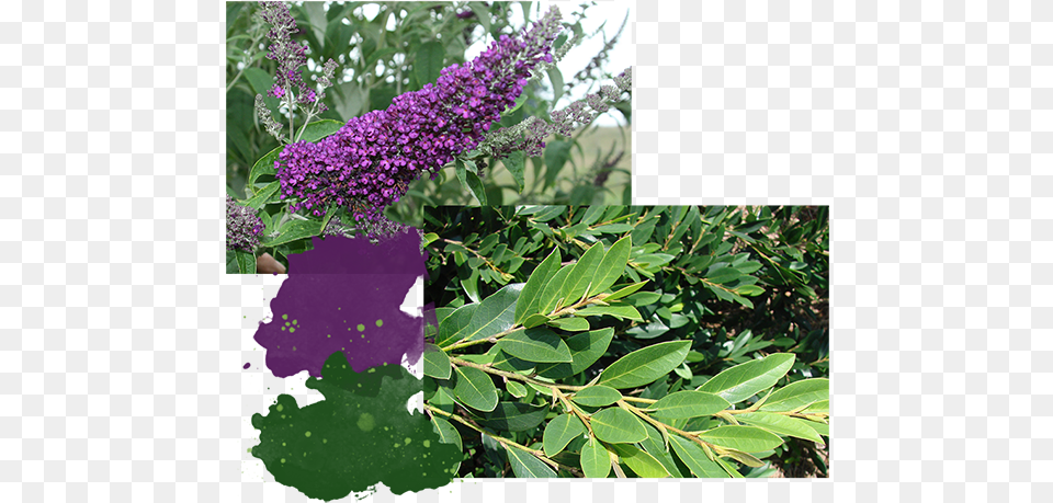 Buddleia, Flower, Plant, Purple, Vegetation Png