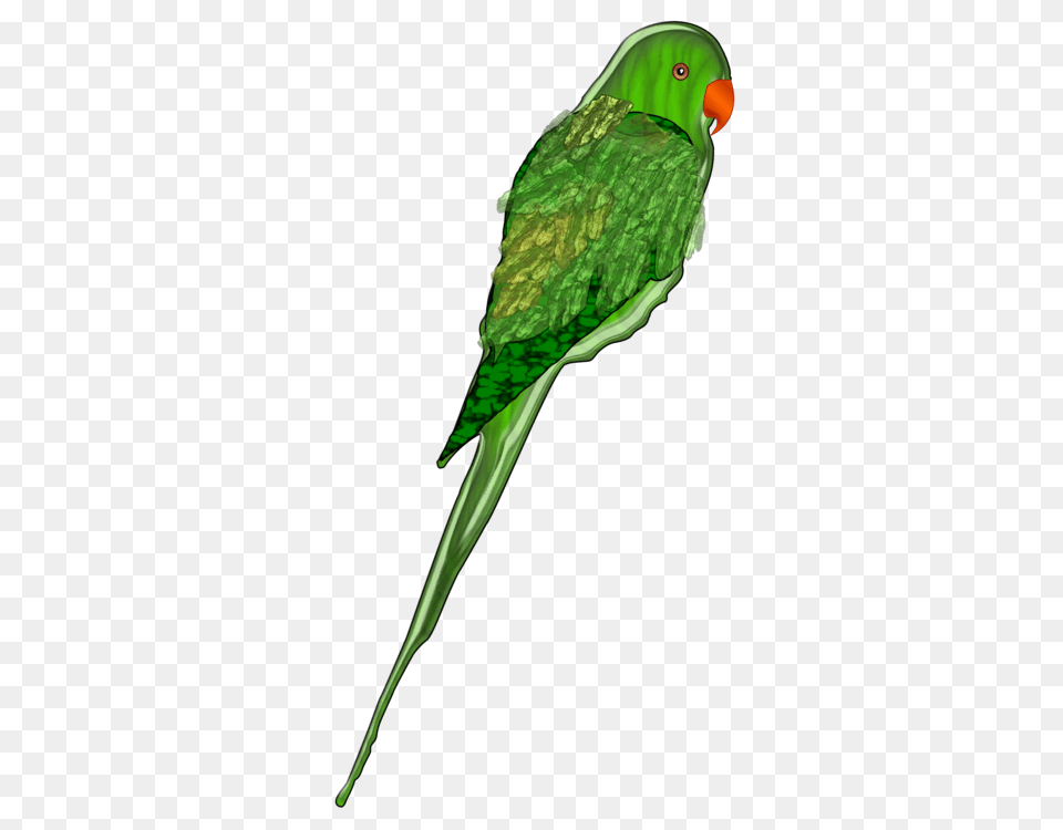 Budgerigar Bird Amazon Parrot True Parrot Parakeet, Animal Png Image