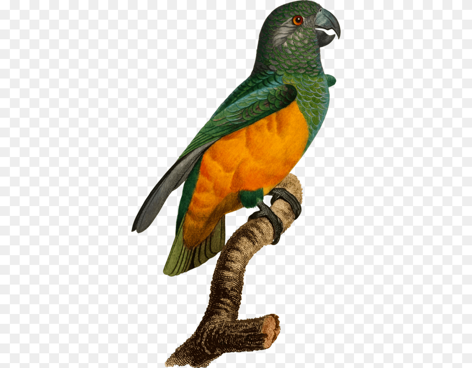 Budgerigar Bird Parrot Download Parakeet, Animal Png