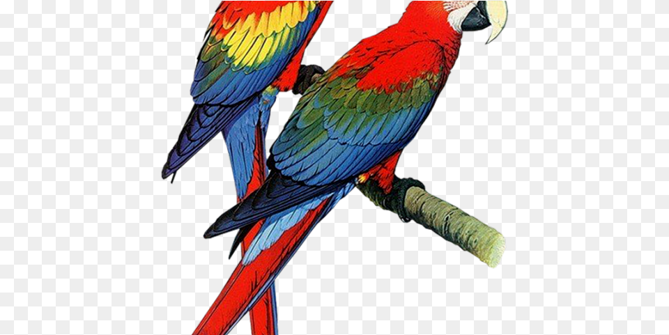 Budgerigar Clipart, Animal, Bird, Macaw, Parrot Png Image