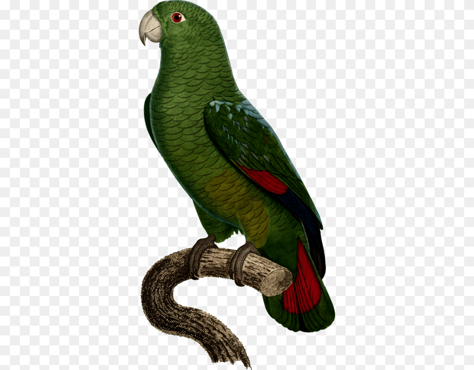 Budgerigar Drawing True Parrot Cockatoo, Animal, Bird Free Transparent Png