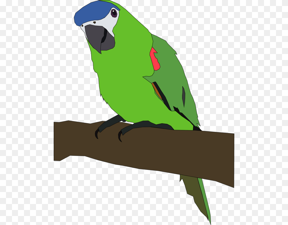 Budgerigar Lovebird Macaw Parrots, Animal, Bird, Parakeet, Parrot Free Png