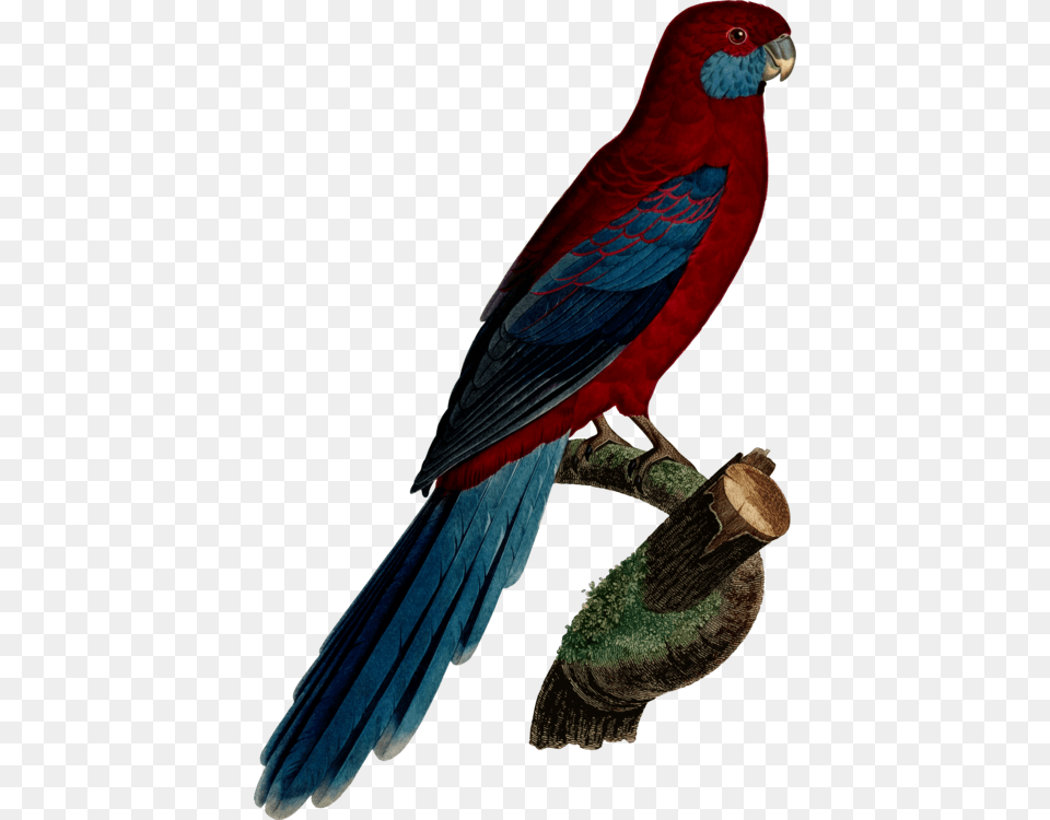 Budgerigar Parrot Crimson Rosella Parakeet Macaw Rosellas, Animal, Bird Free Png