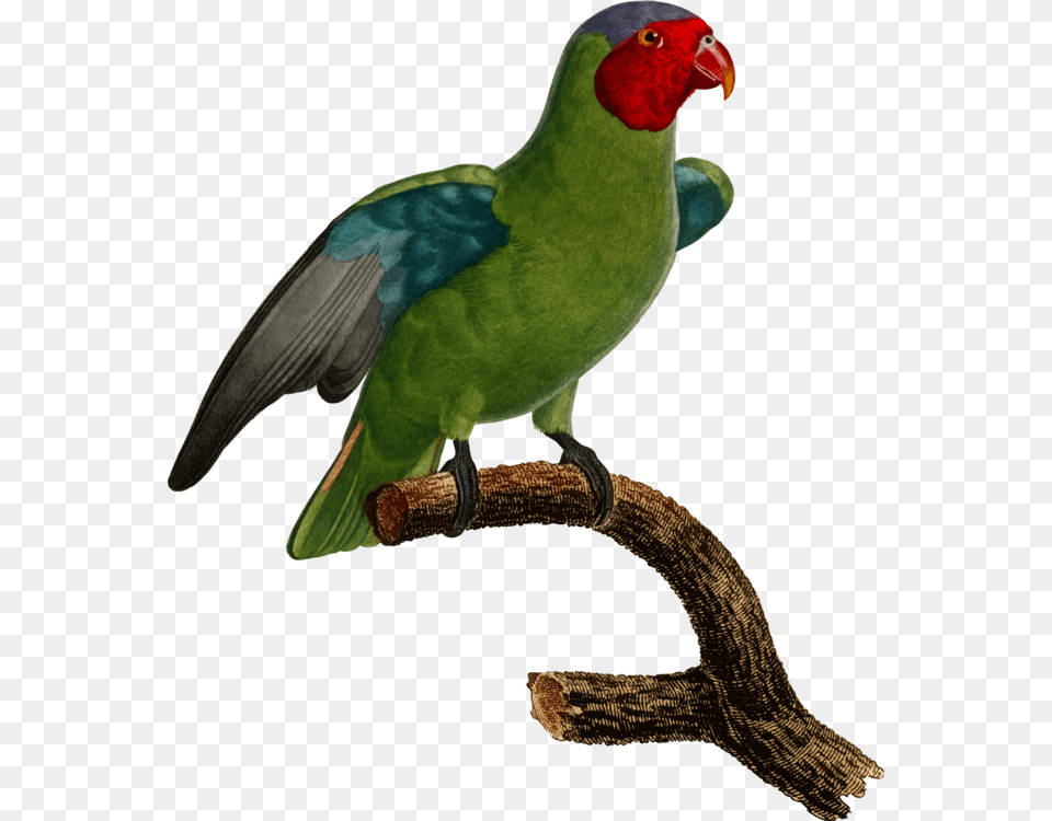 Budgerigar Parrot Lovebird Parakeet, Animal, Bird Free Png Download