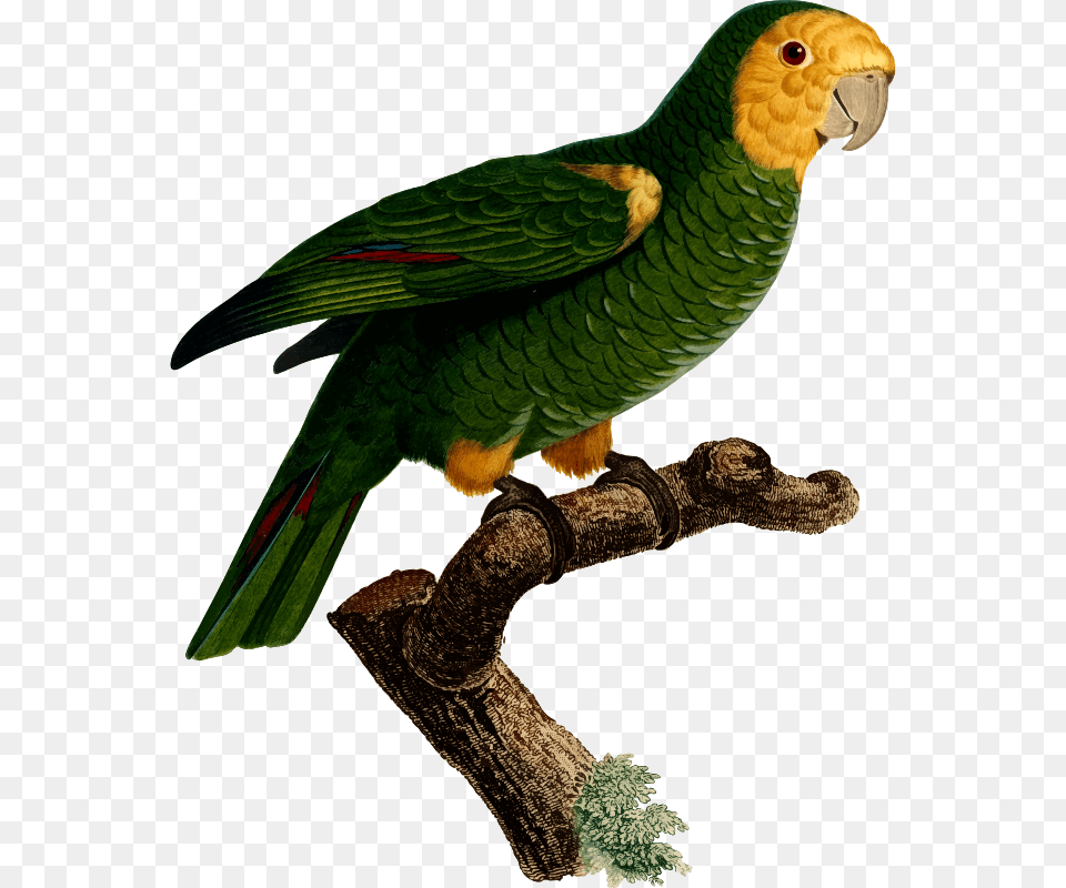 Budgerigar Parrot Macaw Art Bird Parrots, Animal Free Transparent Png