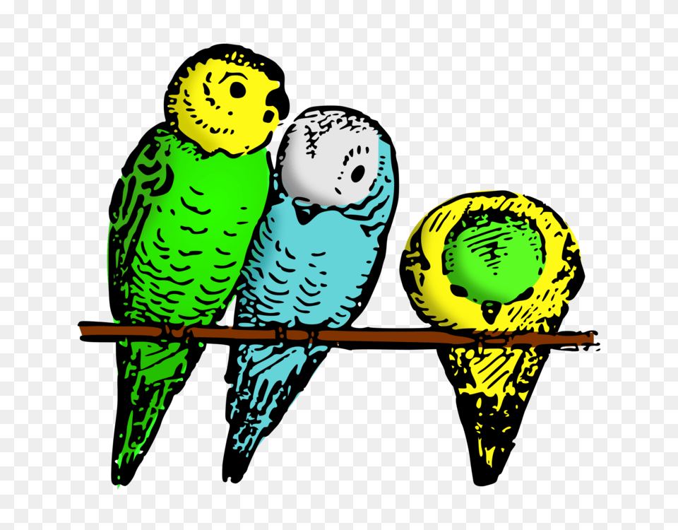 Budgerigar Parrot Parakeet Bird Drawing, Animal, Baby, Person, Face Png