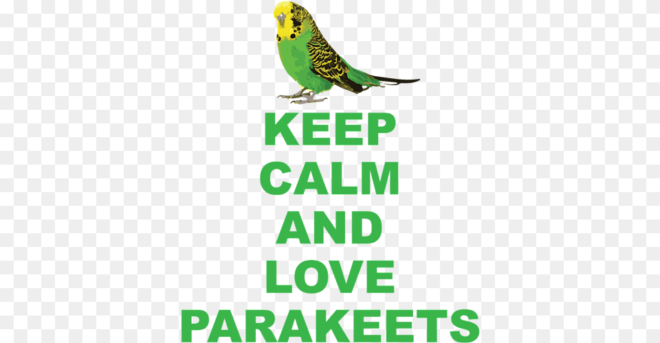 Budgie, Animal, Bird, Parakeet, Parrot Png