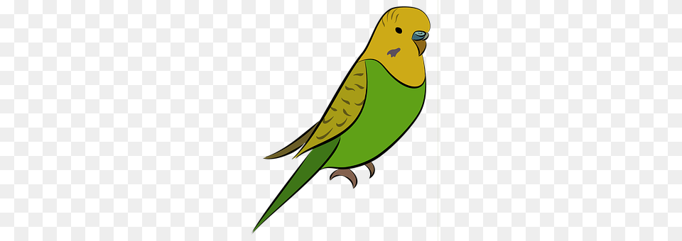 Budgie Animal, Bird, Parakeet, Parrot Free Transparent Png