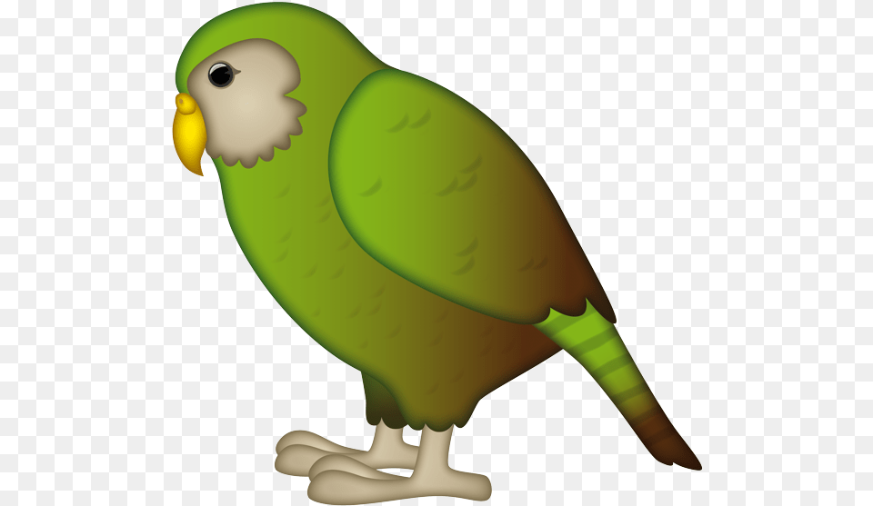 Budgie, Animal, Bird, Parakeet, Parrot Png