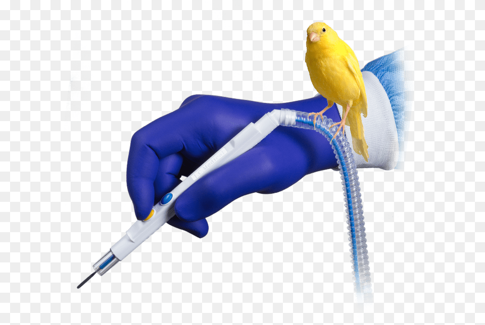 Budgie, Animal, Bird, Canary Free Png
