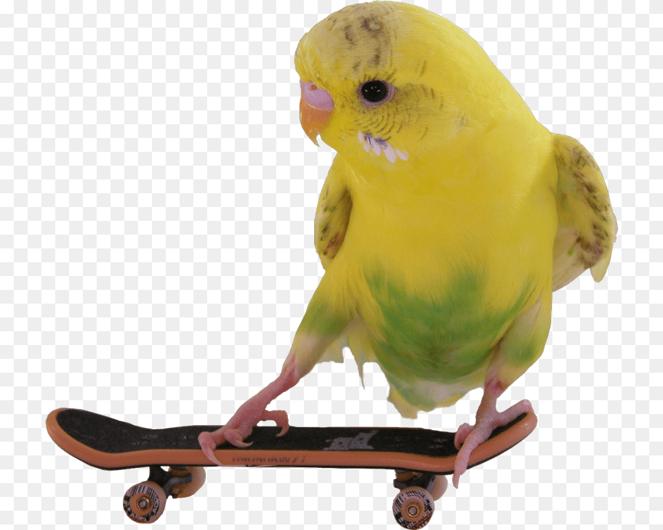 Budgie, Animal, Bird, Parakeet, Parrot Free Png