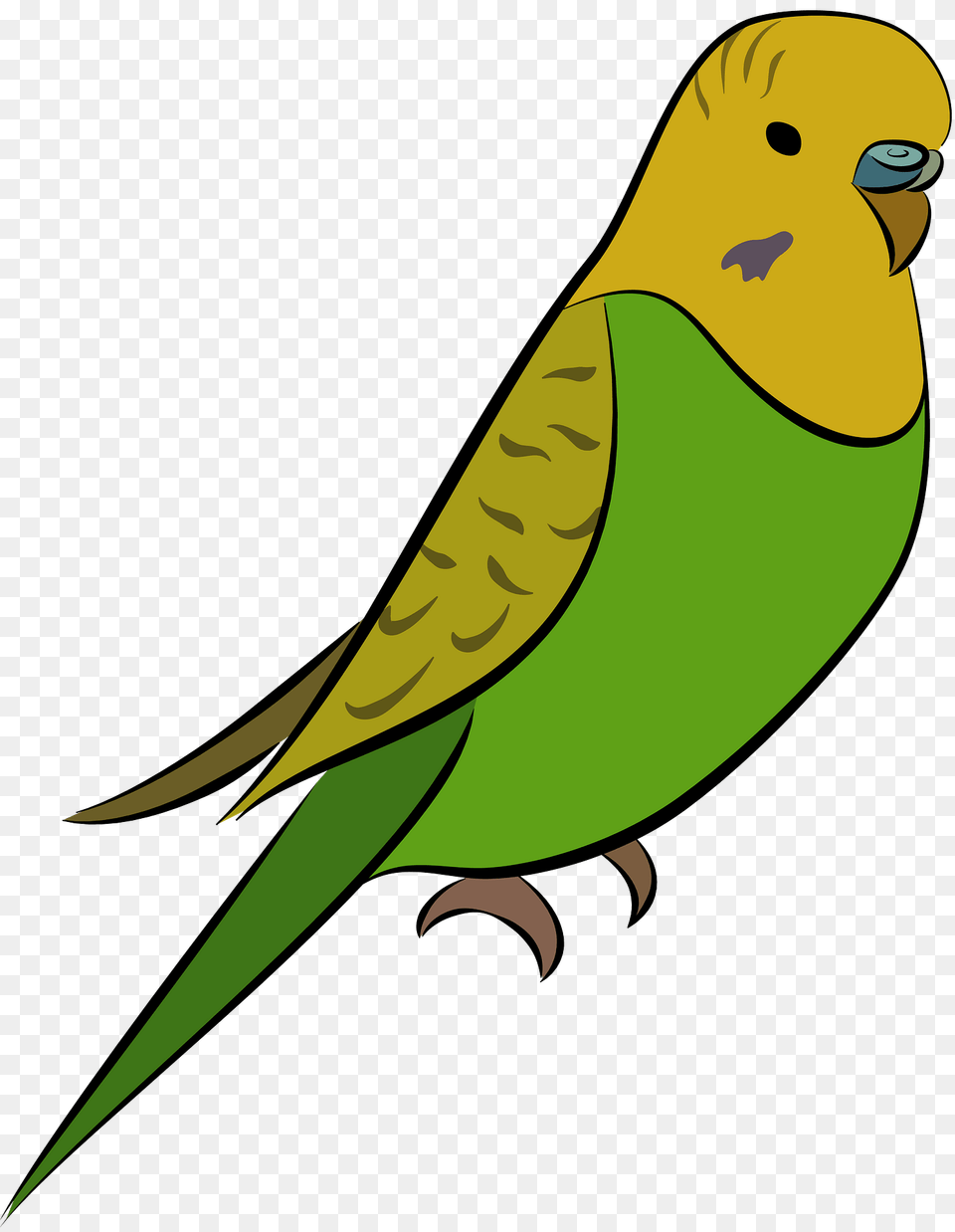Budgie Clipart, Animal, Bird, Parakeet, Parrot Free Transparent Png