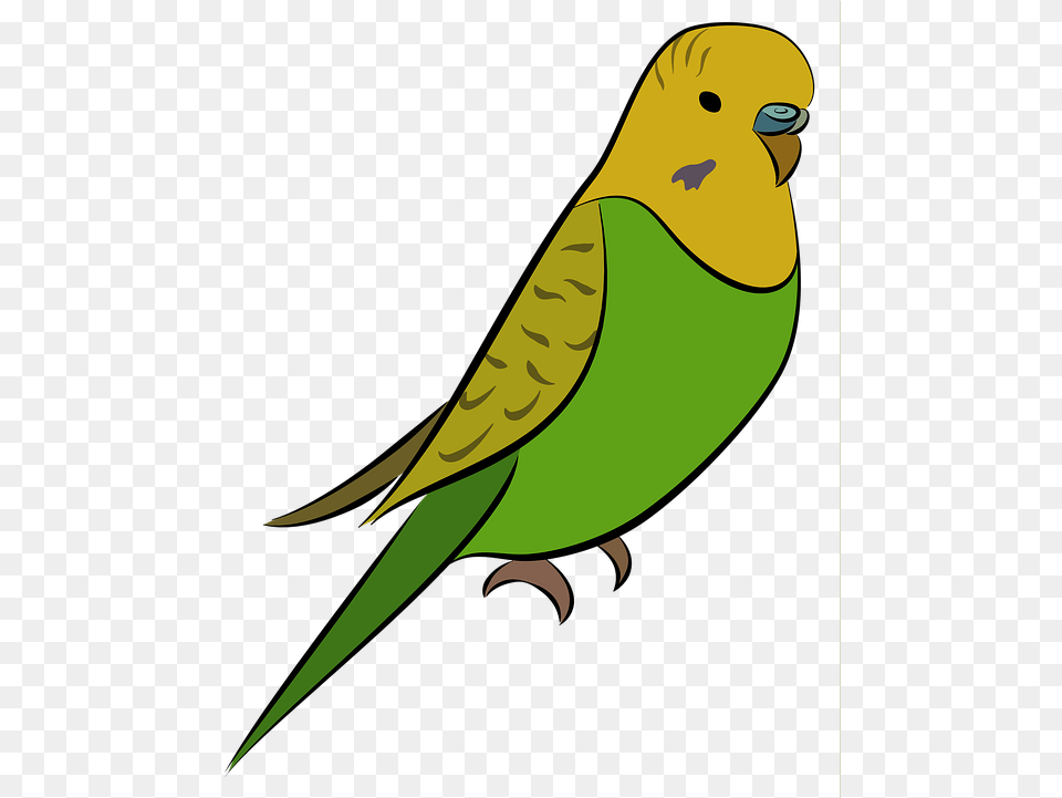 Budgie Parakeet Bird Pet Yellow Green Budgerigar Muhabbet Kuu Resmi, Animal, Parrot Free Transparent Png