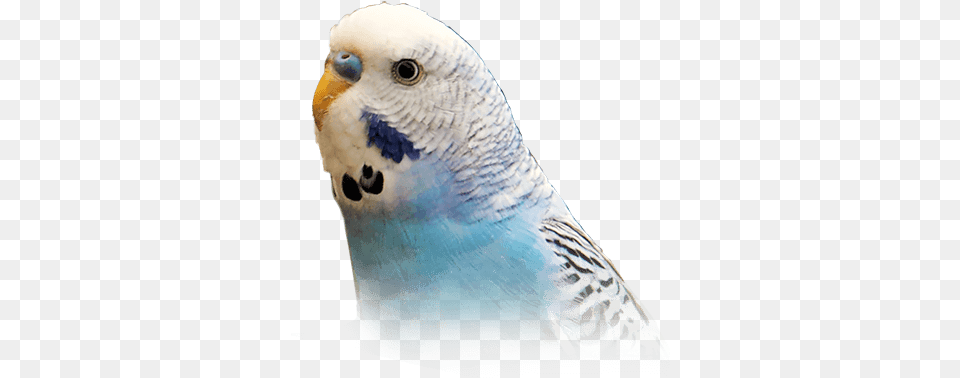 Budgie Personality Food Ok Google Show Me Pictures Of Parakeets, Animal, Bird, Parakeet, Parrot Free Png Download
