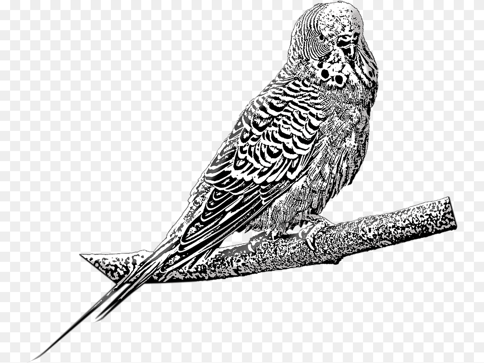 Budgie Pet Bird On Pixabay Budgie, Animal, Parakeet, Parrot Free Png