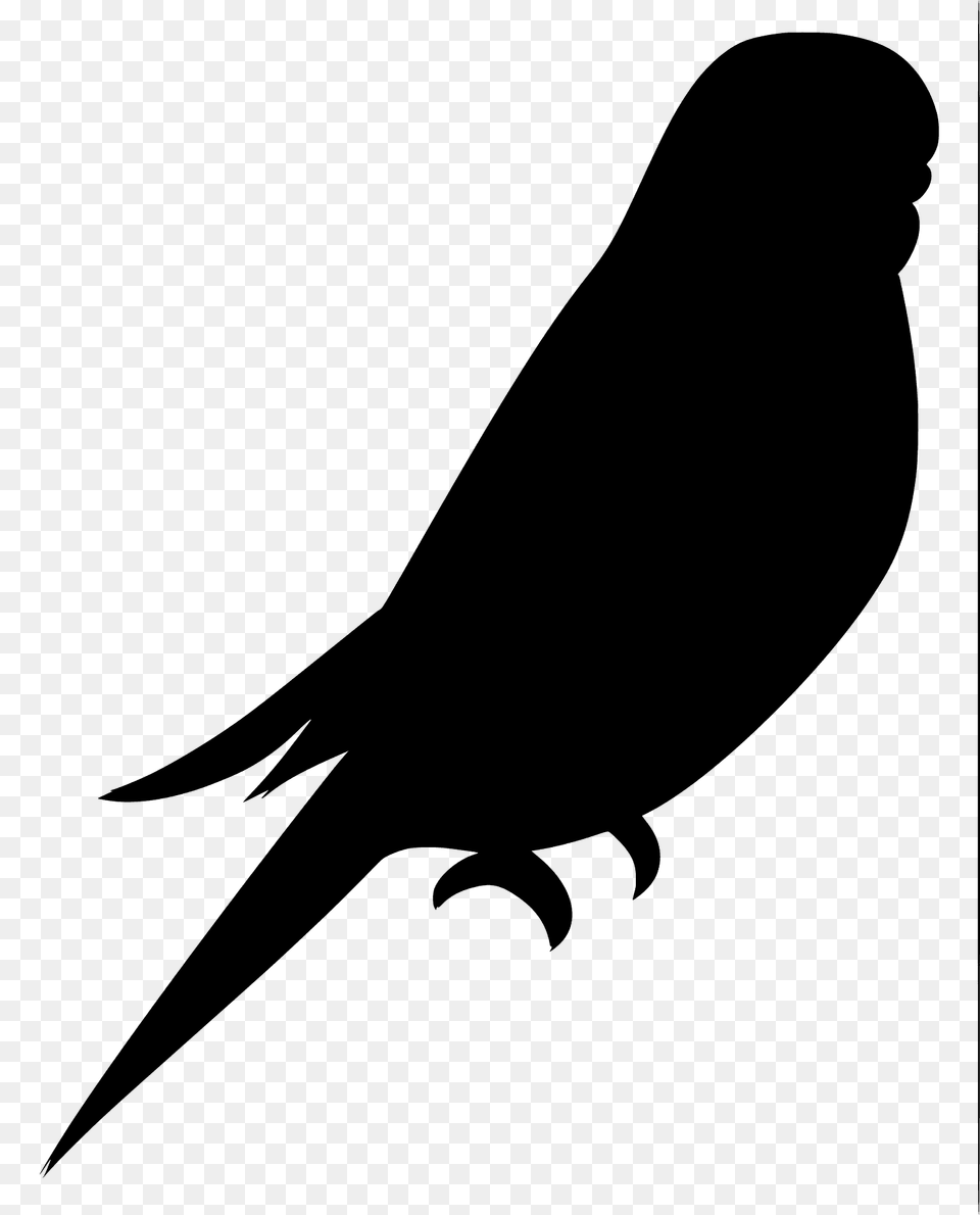 Budgie Silhouette, Animal, Bird, Blackbird, Fish Free Png