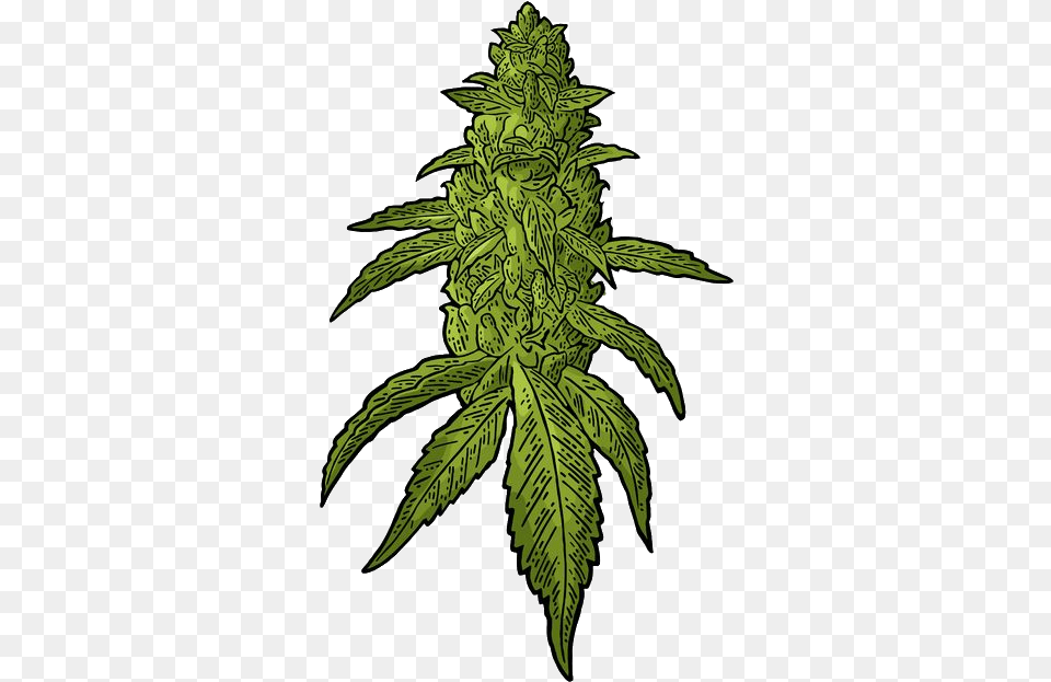 Buds Cannabis Vector Clipart Kush Weed Vector, Leaf, Plant, Hemp, Green Png