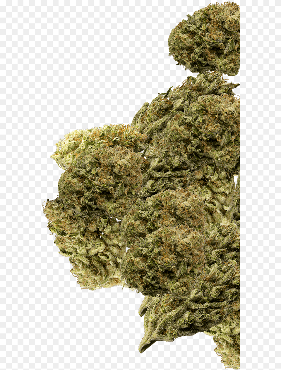 Buds Group Marijuana Buds, Plant, Weed, Grass Free Png Download
