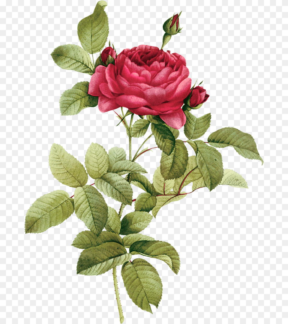 Buds Stylish Hidden Face Girl Dp, Rose, Plant, Pattern, Graphics Free Transparent Png