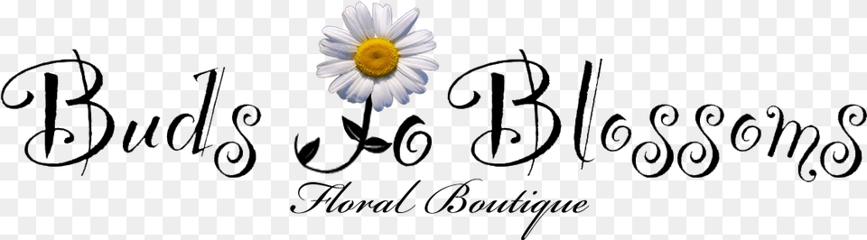 Buds To Blossoms Floral Boutique Art Buzz Kids, Daisy, Flower, Plant, Text Png