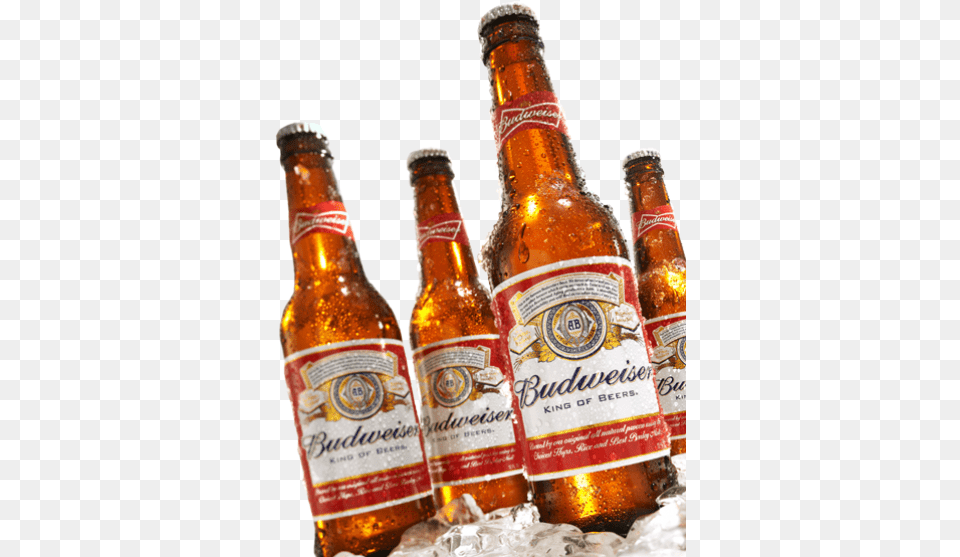 Budweiser Chilled Budweiser Bottle, Alcohol, Beer, Beer Bottle, Beverage Png
