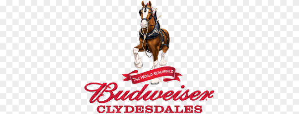 Budweiser Clydesdales Visit Put In Bay Aboard Miller Tervis Budweiser Clydesdales 16oz Tumbler Anheuser Busch, Animal, Horse, Mammal Free Transparent Png