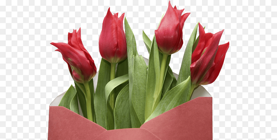 Buen Da Para Todos Bendiciones Dios Ilumine Tu Camino, Flower, Plant, Flower Arrangement, Tulip Free Png