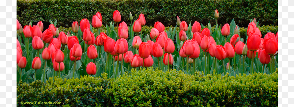 Buen Fin De Semana Con Flores, Flower, Plant, Tulip Png Image