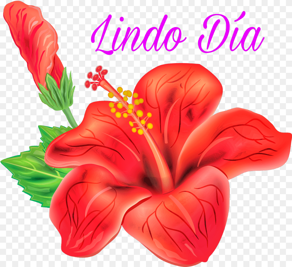 Buenos Dias Hibiscus Flower Vector, Plant, Anther, Person Free Transparent Png