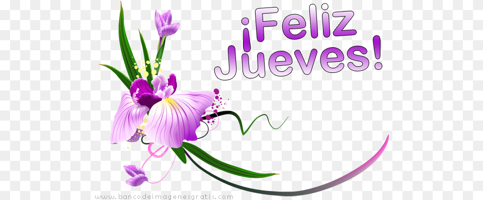 Buenos Dias S And M Letter Love, Anther, Plant, Purple, Flower Free Transparent Png