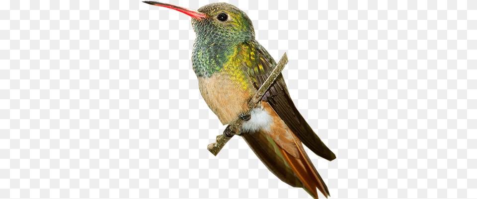 Buff Bellied Hummingbird Rufous Hummingbird, Animal, Bird Free Png