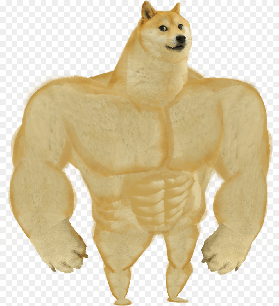 Buff Doge, Animal, Bear, Mammal, Wildlife Free Png Download