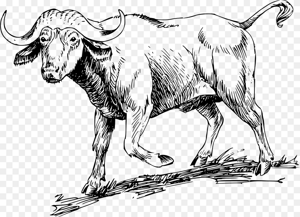 Buffalo 2 Clipart, Animal, Mammal, Wildlife, Bull Png Image
