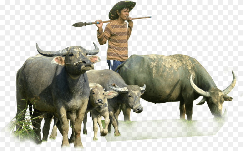 Buffalo, Animal, Bull, Mammal, Wildlife Free Png Download