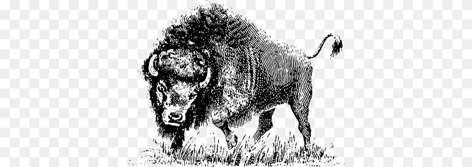 Buffalo Person, Animal, Mammal, Wildlife Free Transparent Png